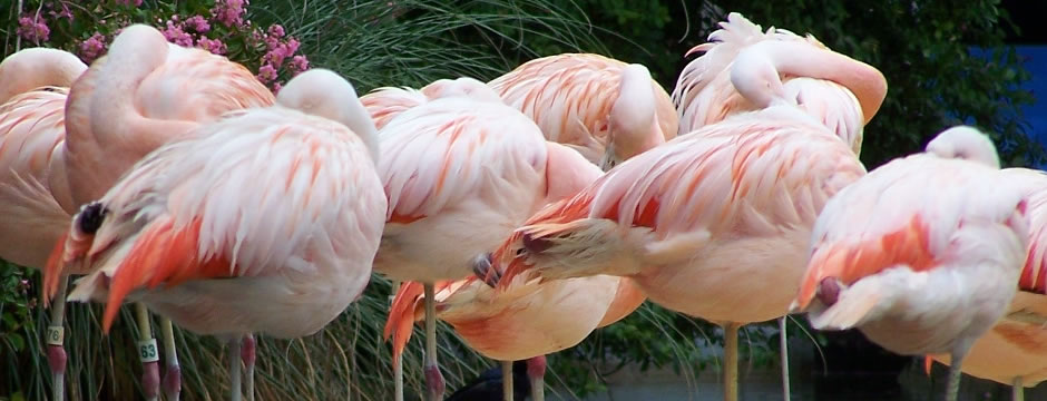 网页DDOS攻击平台